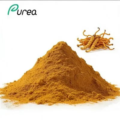 Cordyceps Militaris ekstrakti pulber